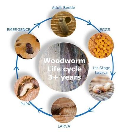 Woodworm Treatment Specialist - Woodworm Infestation