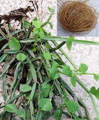 Image result for Cissus quadrangularis
