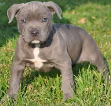 Pitbull Puppy Weight Chart Pitbull Puppies