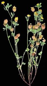 Image result for Trifolium campestre