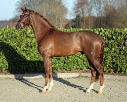 He gave them a champion. Invictus Horse 3 Exclusive Videos Pedigree Rimondo