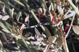 Image result for Tapinanthus oleifolius