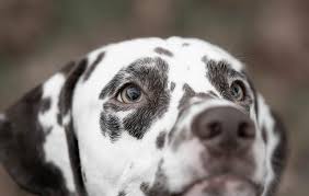 Image result for dalmatin