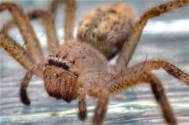 They are mostly grey to brown, sometimes with banded legs. Baby Huntsman Spider I Was Supposed To Take This Shot Wit Flickr