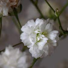Gypsophila Paniculata Velo De Novia Babys Breath Flowers Gypsophila