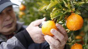 You need 4 different varieties of apples that have different colors, textures, and flavors. Why Do Plants Give Us Fruit