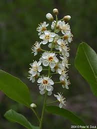 Image result for Prunus serotina