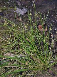 Image result for Schoenoplectiella