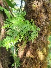 Image result for Asplenium barteri