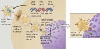 Gene Therapy Microbiology