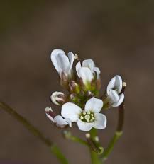 Image result for Nasturtium officinale