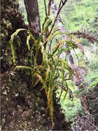 Image result for Psilotum