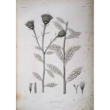 Image result for Kleinia abyssinica