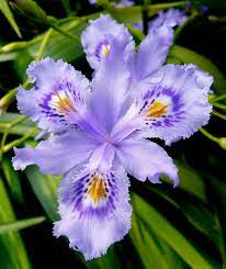 Iris Confusa Chengdu Bamboo Iris Buy Online At Annie S Annuals Shade Plants Plants Iris Flowers