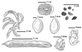 Image result for Pseudoeriosema andongense