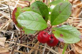 I've made two good sized bunches and working on third but only 1/4 of bag used! 5 Poisonous Berries That You Should Steer Clear Of And 3 Wild Berries You Can Eat