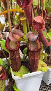 Image result for Nesogenaceae