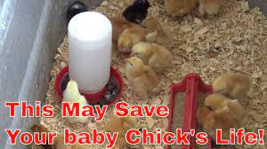 How To Raise Baby Chicks - Youtube