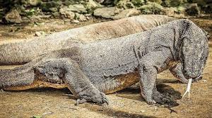 By konservasi sumberdaya hutan ekowisata. Serangan Komodo Memakan Korban Tangan Balita Putus Saat Bermain Di Teras Rumah Tribunnews Com Mobile