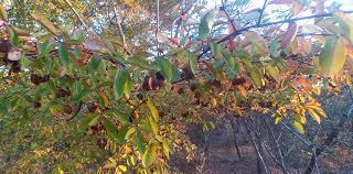 Image result for Pteleopsis anisoptera