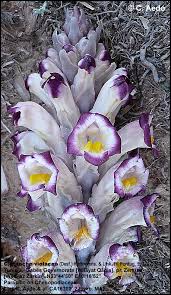 Image result for Cistanche tinctoria