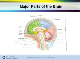 Long, short, flat, irregular and sesamoid. Ppt The Nervous System Powerpoint Presentation Free Download Id 2000632
