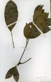 Image result for Aporrhiza