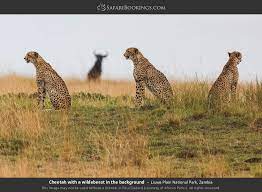 Liuwa Plain Wildlife Photos – Images & Pictures of Liuwa Plain National Park
