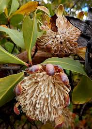 Image result for Protea welwitschii