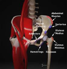 An avulsion fracture occurs when a small chunk of bone attached to a tendon or ligament gets pulled away from the main part of the bone. Apophyseal Avulsion Injury Of The Pelvis Radsource