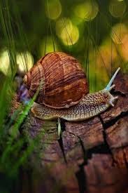 Snail In The Woods Snails Animal Nature Wildlife Woods Bokeh Photography Ausgestopftes Tier Schnecken Tierbilder