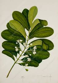 Image result for Calophyllum inophyllum