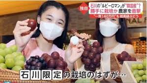 農業技術泥棒・韓国、また日本の高級ブドウ「ルビーロマン」パクリ【FNN独自】&盗まれる日本のフルーツ技術 : テレビにだまされないぞぉⅢ