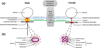 The female urethra is very short (4 centimeters) which is a predisposing factor for contracting urinary tract infection. Figure 2 Implantable Systems For Stress Urinary Incontinence Springerlink