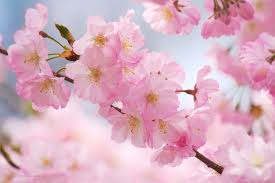 Feel free to download, share, comment and discuss every wallpaper you like. Free Cherry Blossom Wallpapers Branch Brook Park Splurgefrugal Com