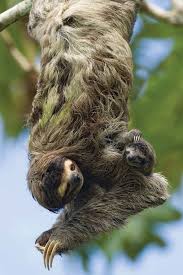 Anne Ile Yavru Tembel Hayvan Sloth Baby Animals Cute Baby Sloths Cute Sloth Pictures