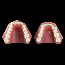 Image result for Dentition
