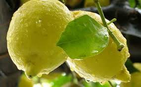 Creme De Limoncello La Cuisine Italienne Limoncello Maison Limoncello Recette Italienne