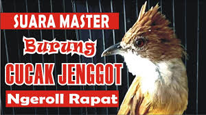 Top Suara Masteran Burung Cucak Jenggot Ngeroll Rapat By Suara Burung Juara