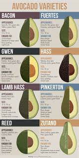 Different Avocado Varieties Plus A Refreshing Avocado And Watermelon Salad Avocado Varieties Avocado Types Avocado Benefits