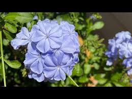 Image result for Plumbago