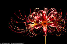 「曼珠沙華」の画像検索結果