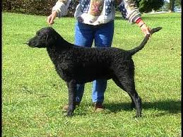 The murray river curly coated retriever is an extremely rare dog breed that was developed in australia over a hundred years ago, as evidenced by photographs of these dogs as far back as the 1880s. Curly Coated Retriever Akc Dog Breed Series Youtube