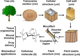 Wood, cotton, and hemp rope are all made of fibrous cellulose. Cellulose And Its Derivatives Towards Biomedical Applications Springerlink