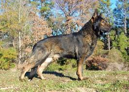 Take a look for yourself and see what you think. 100 Ddr German Shepherd Puppies For Sale In Corsicana Texas Classified Americanlisted Com
