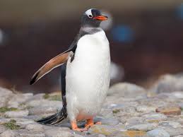 The majority of species live not in antarctica but rather between latitudes 45° and 60° s, where they breed on islands. Gentoo Penguin Ebird