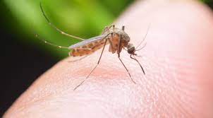 An Infected Mosquito Can Serve As An Example Of Indirect Vector Transmission This Type Of Transmission R Mosquito Repellent Mosquito Best Mosquito Repellent