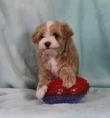 I swore i was never going to own another dog bc of how heart broken everyone was. 7 Maltipoo Puppies For Sale Ideas Maltipoo Maltipoo Puppies For Sale Puppies