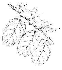 Image result for Philenoptera nelsii