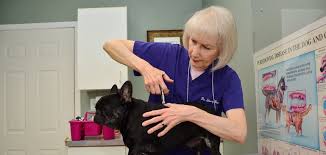 Come visit us at whole pet wellness center and appreciate our calming atmosphere. Veterinarian In Crystal Lake Illinois Mchenry County S Leading Small Animal Veterinary Hospital